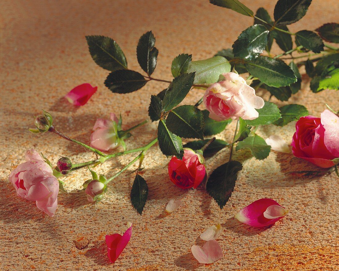 Roses and rose petals