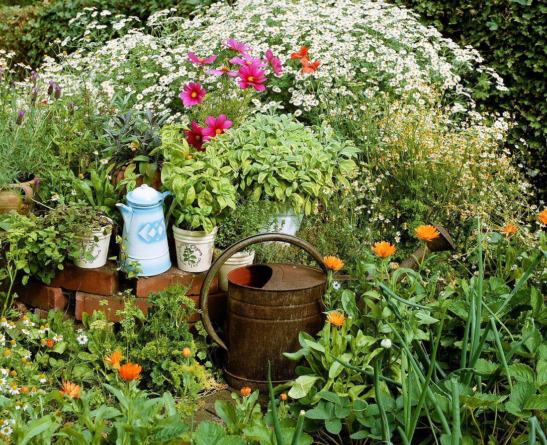 Herb garden with old watering can