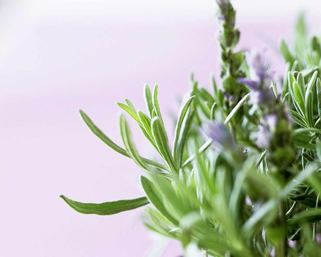 Frischer Lavendel mit Blüten (lat. Lavandula angustifolia)