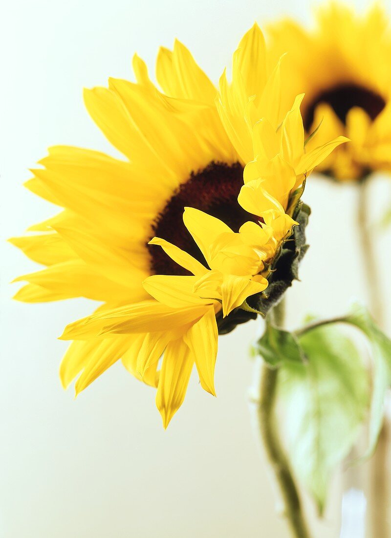 Two sunflowers