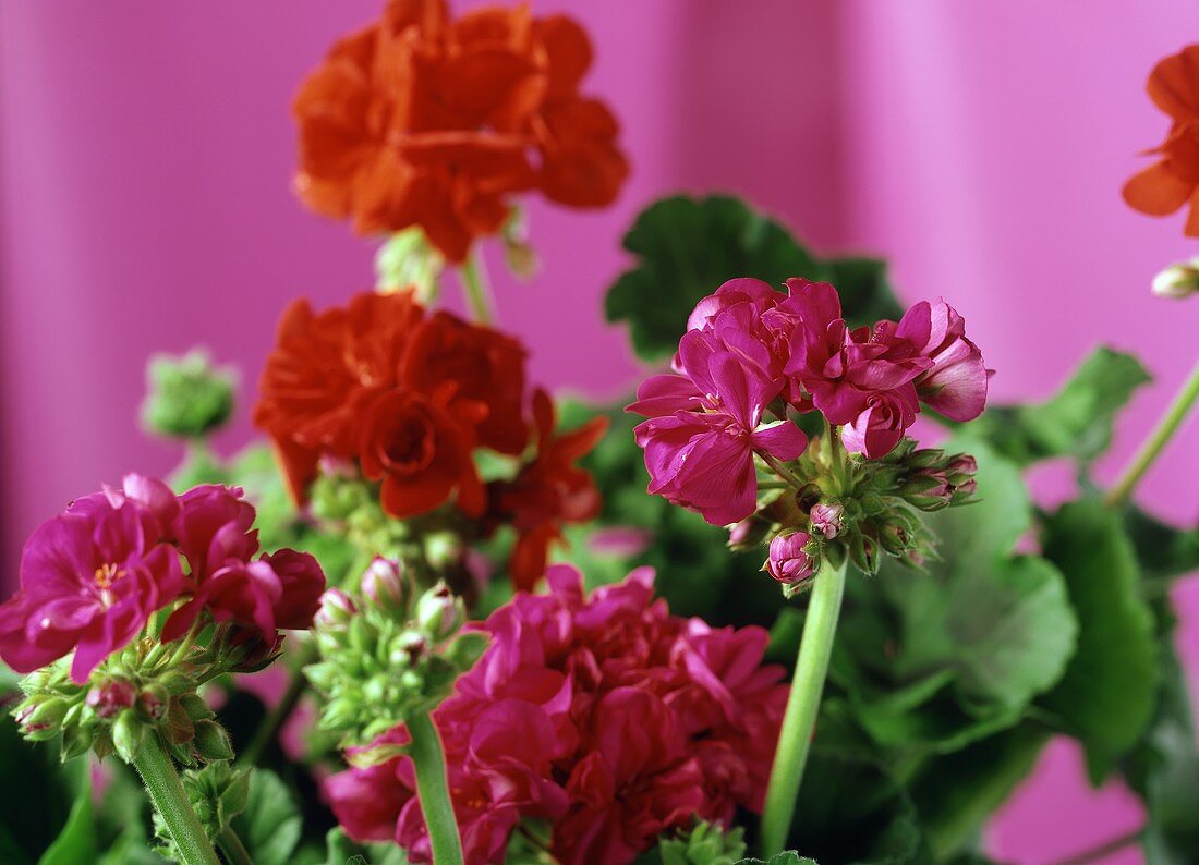 Geranien in den Farben Rot und Dunkelrosa