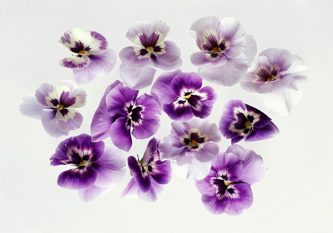 Purple pansies