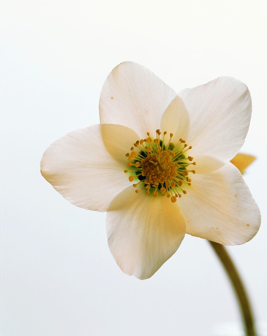 Blüte einer Christrose