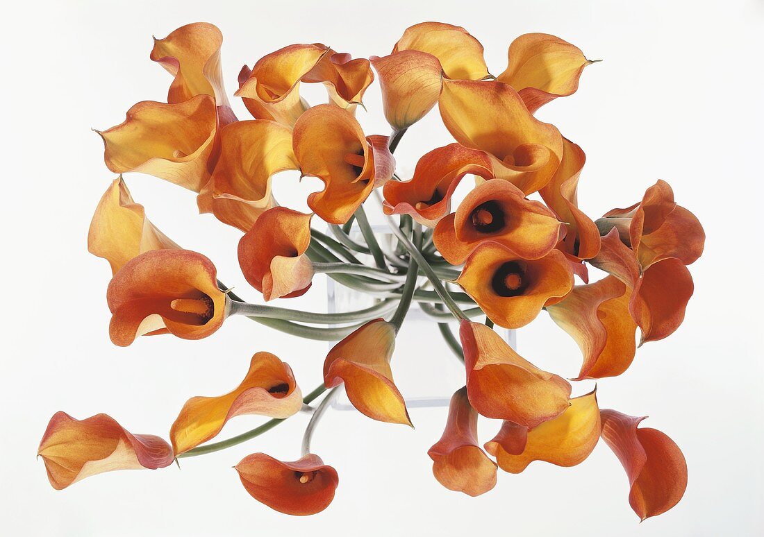Orangefarbene Callas in Vase von oben
