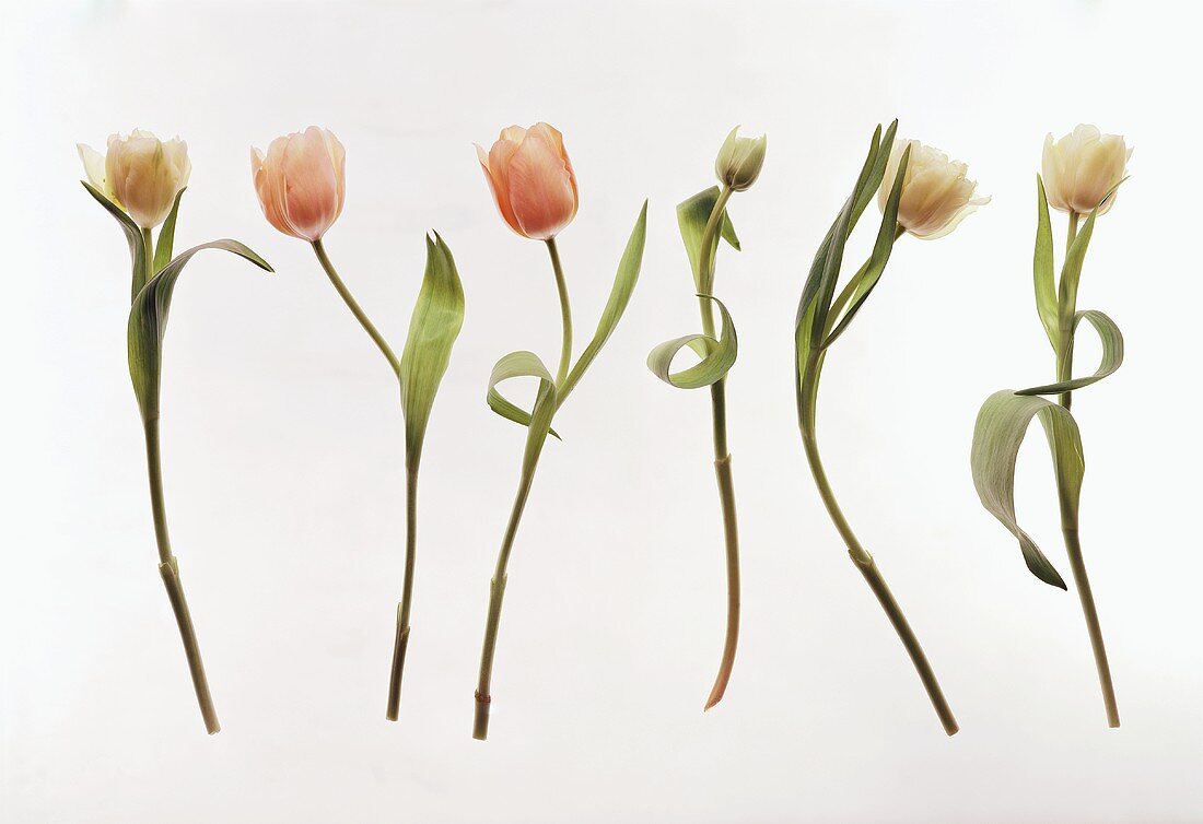 Tulpen, lachsfarben und weiss, in einer Reihe