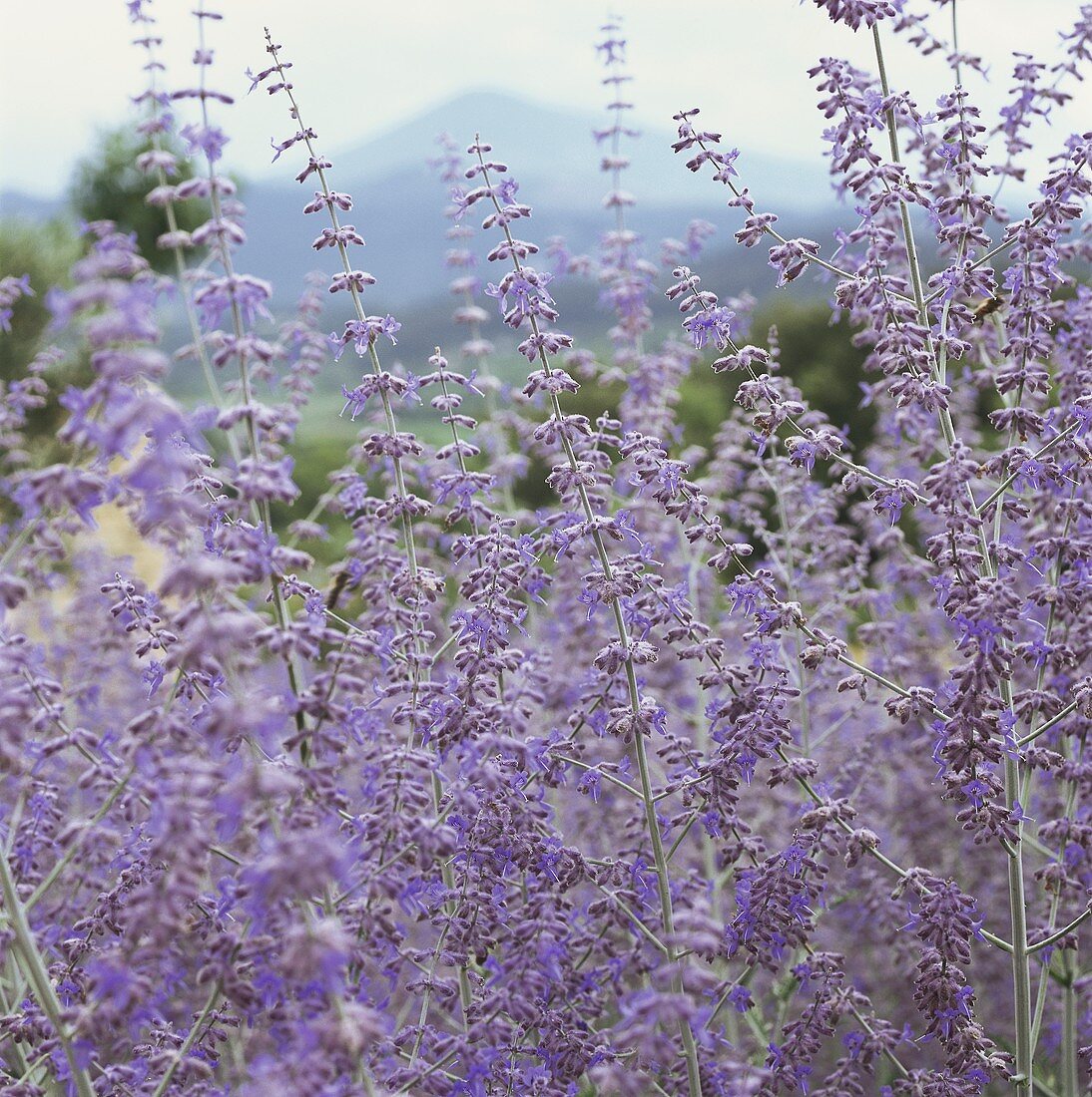 Lavender flowers in open air