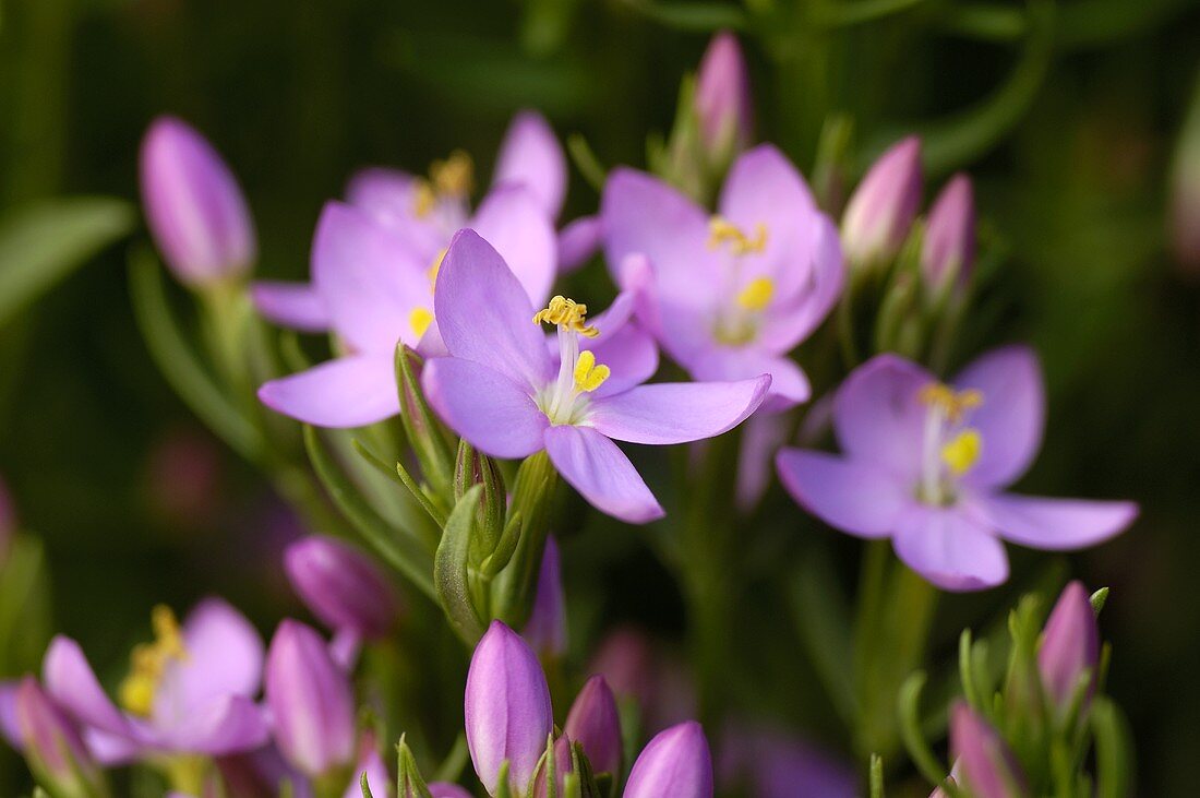 Tausendgüldenkraut mit Blüten