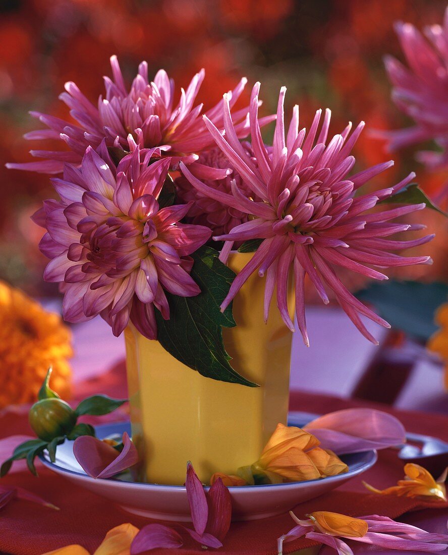 Pink dahlias in small yellow vase