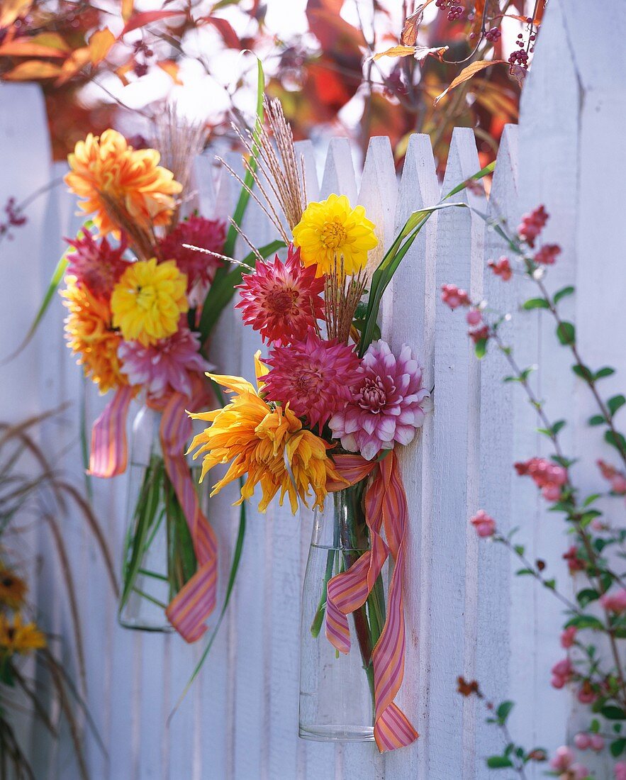 Dahlias and Chinese silvergrass hanging on a fence
