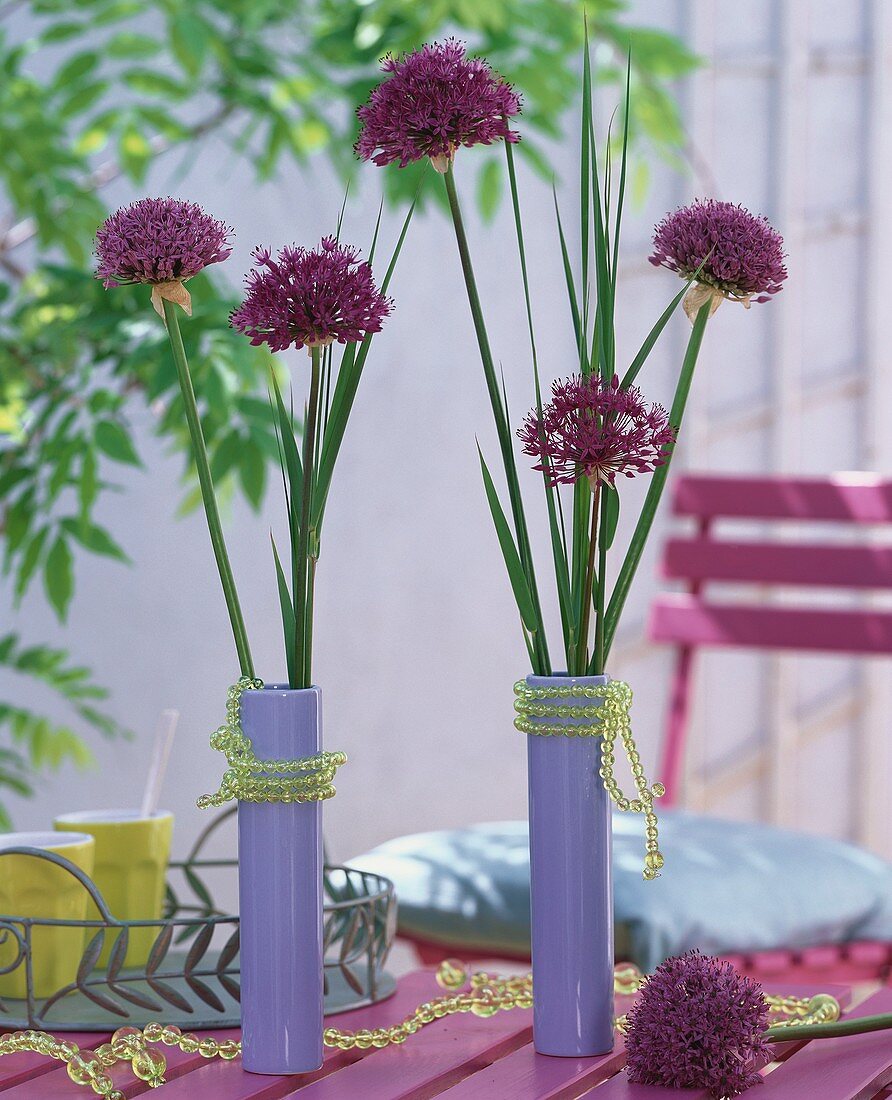 Zierlauch 'Purple Sensation' in blauen Vasen, mit Perlenschnur dekoriert
