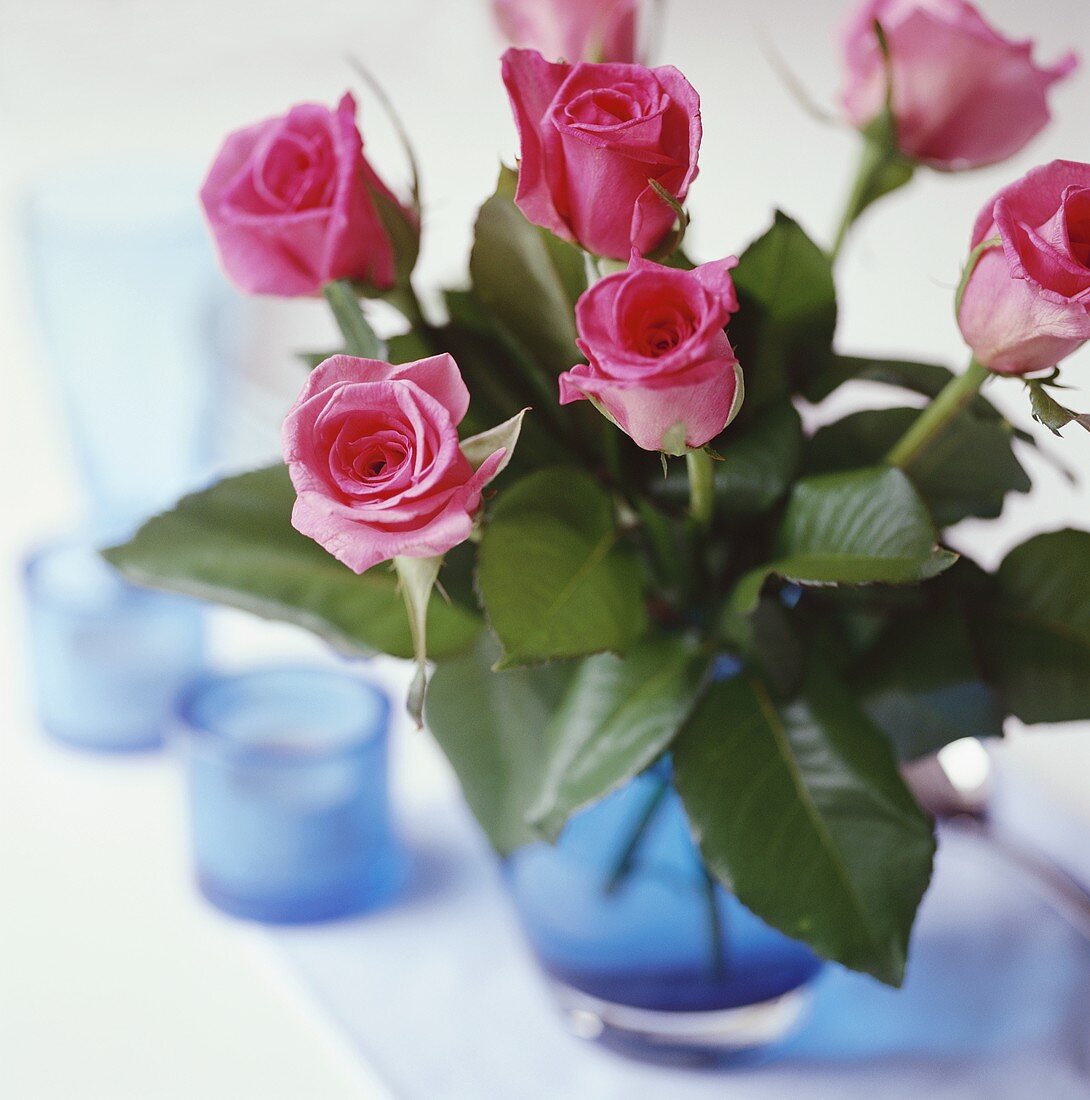 Pink roses in blue vase