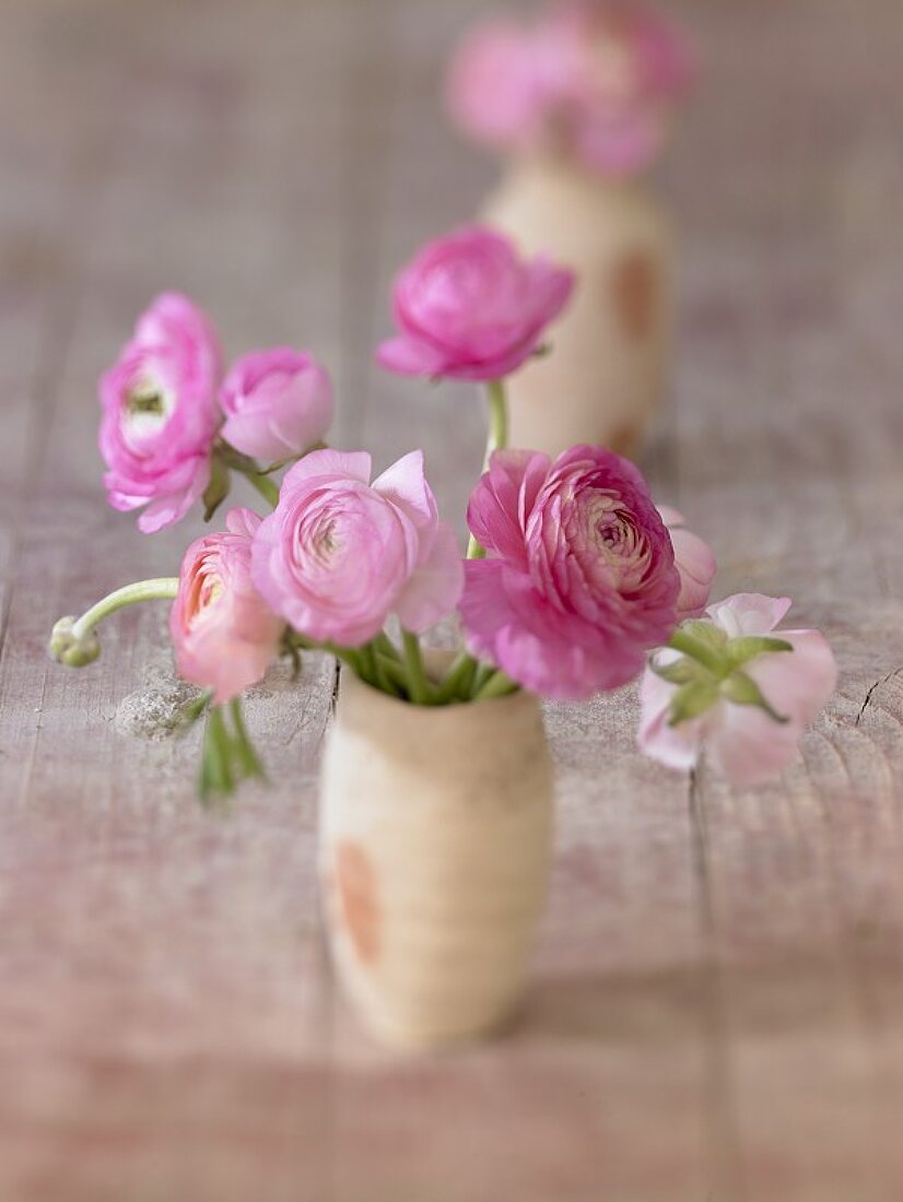 Pink ranunculus in small vase