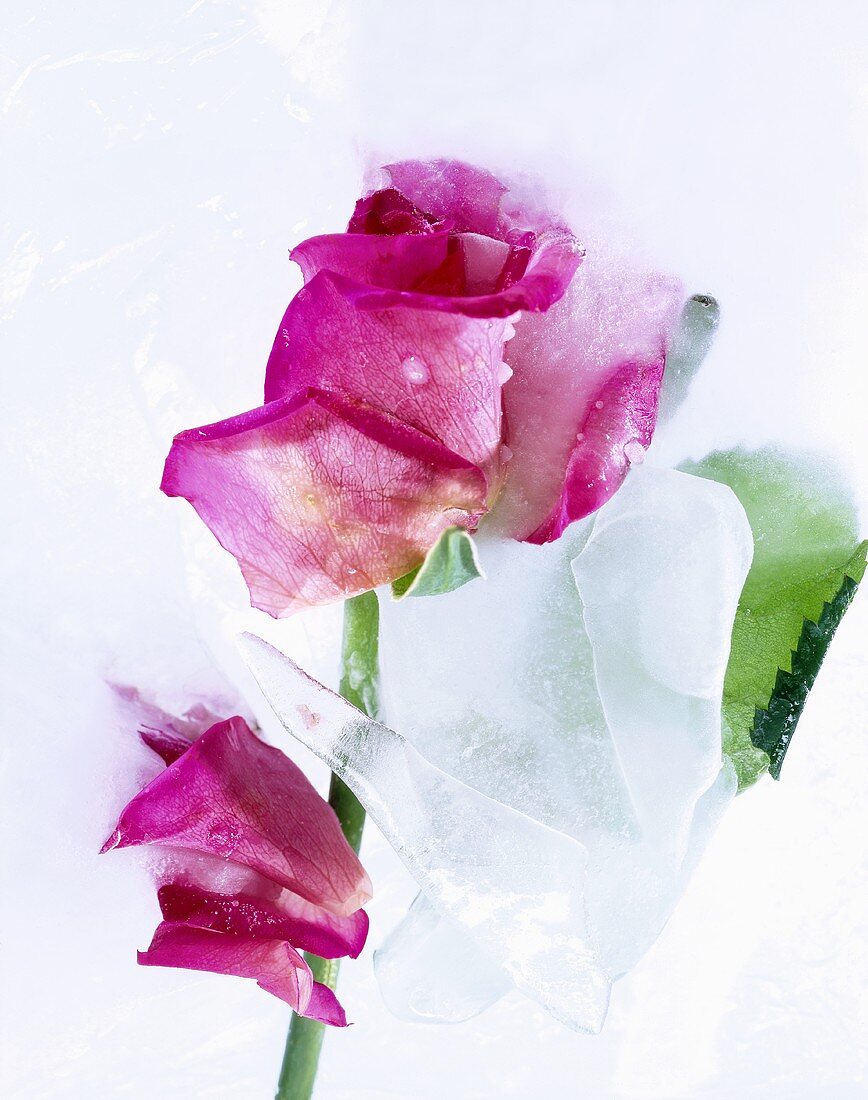 Pink rose with ice