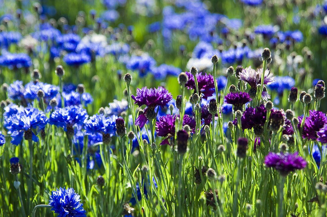 Kornblumen auf dem Feld