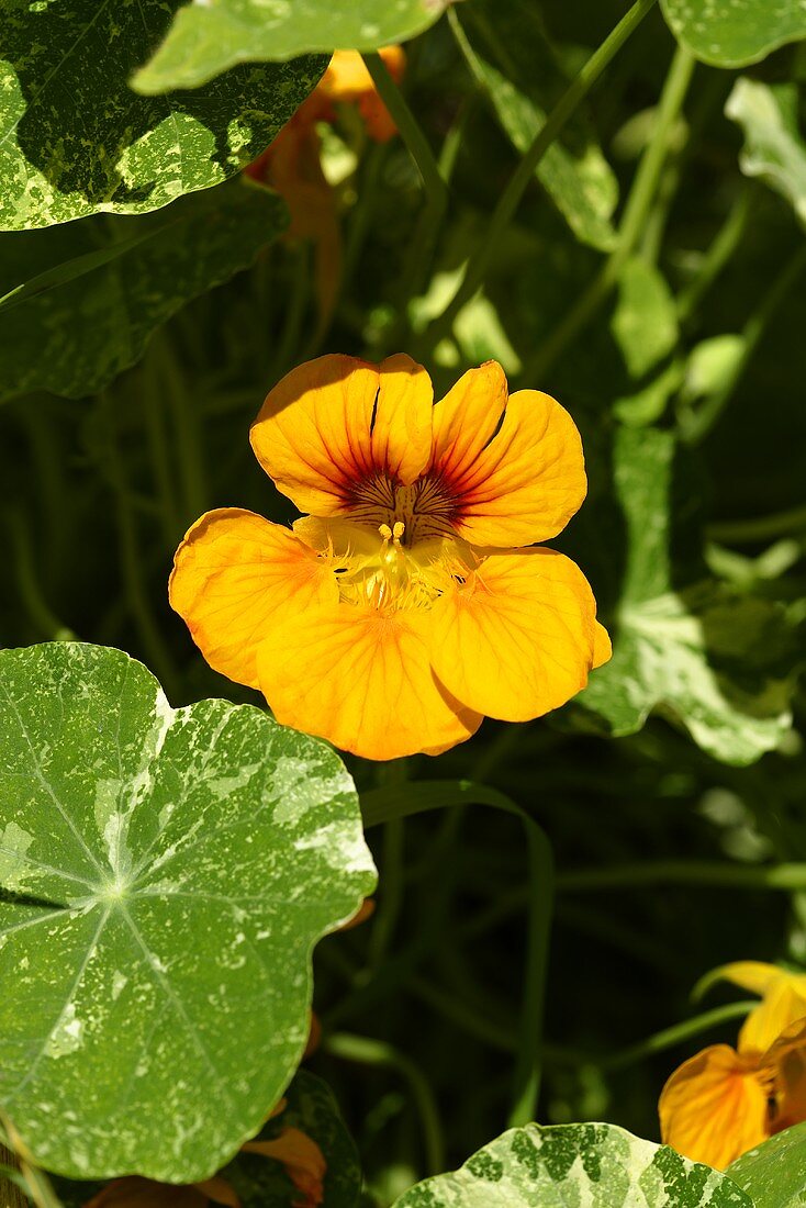 Yellow nasturtiums in the open air