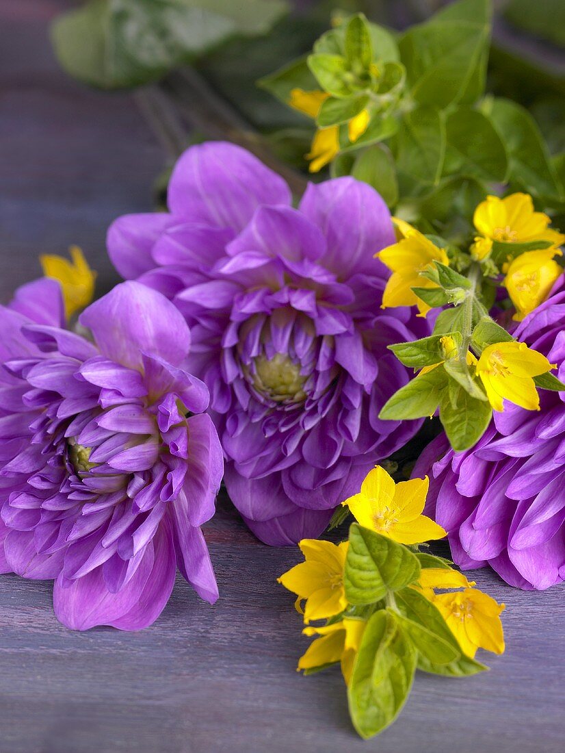 Purple dahlias