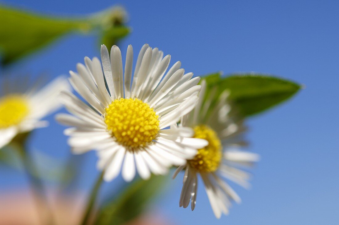 Gänseblümchen vor blauem Himmel