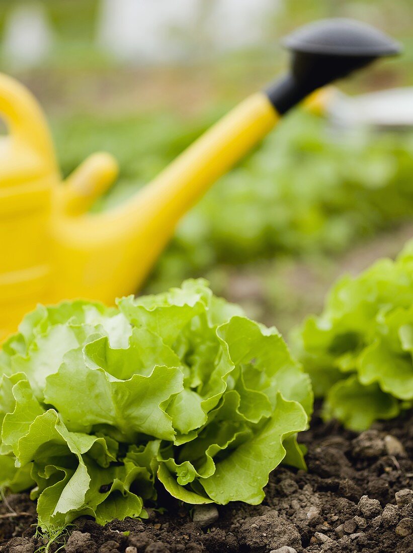 Watering can in lettuce bed