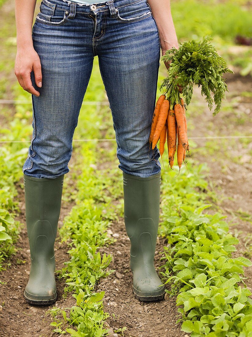 Woman holding freshly picked carrots in vegetable garden