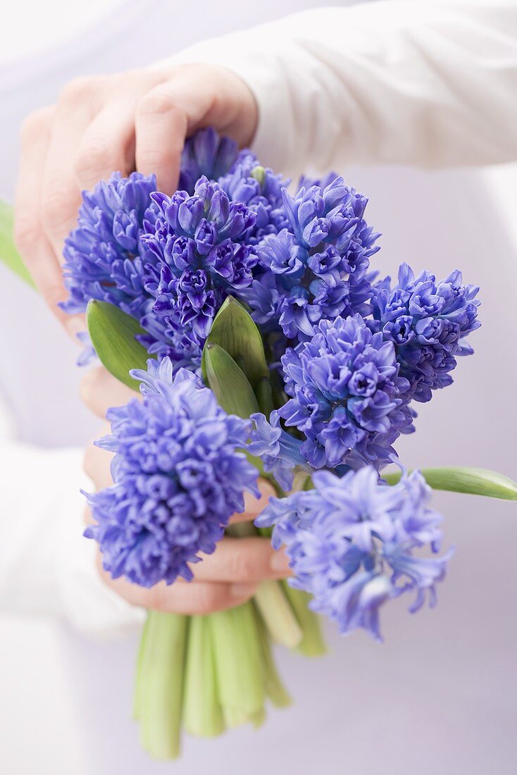 Hands holding blue hyacinths
