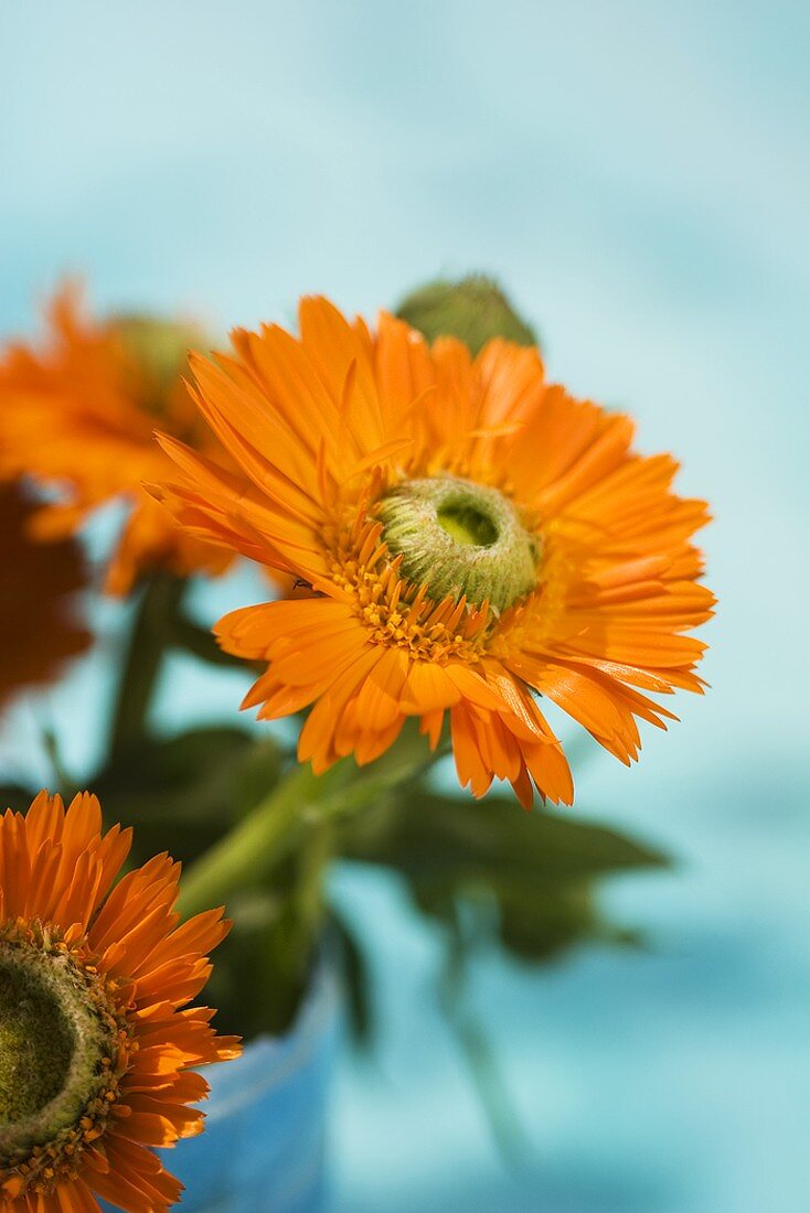 Marigolds in mother-of-pearl beaker (detail)