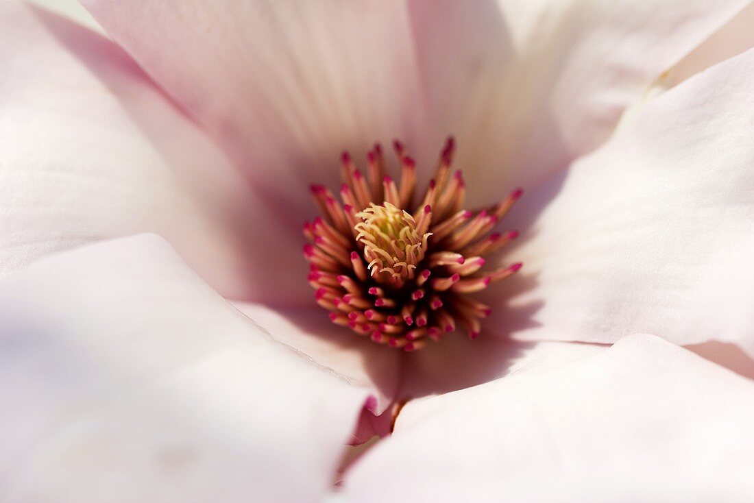 White magnolia (close-up)