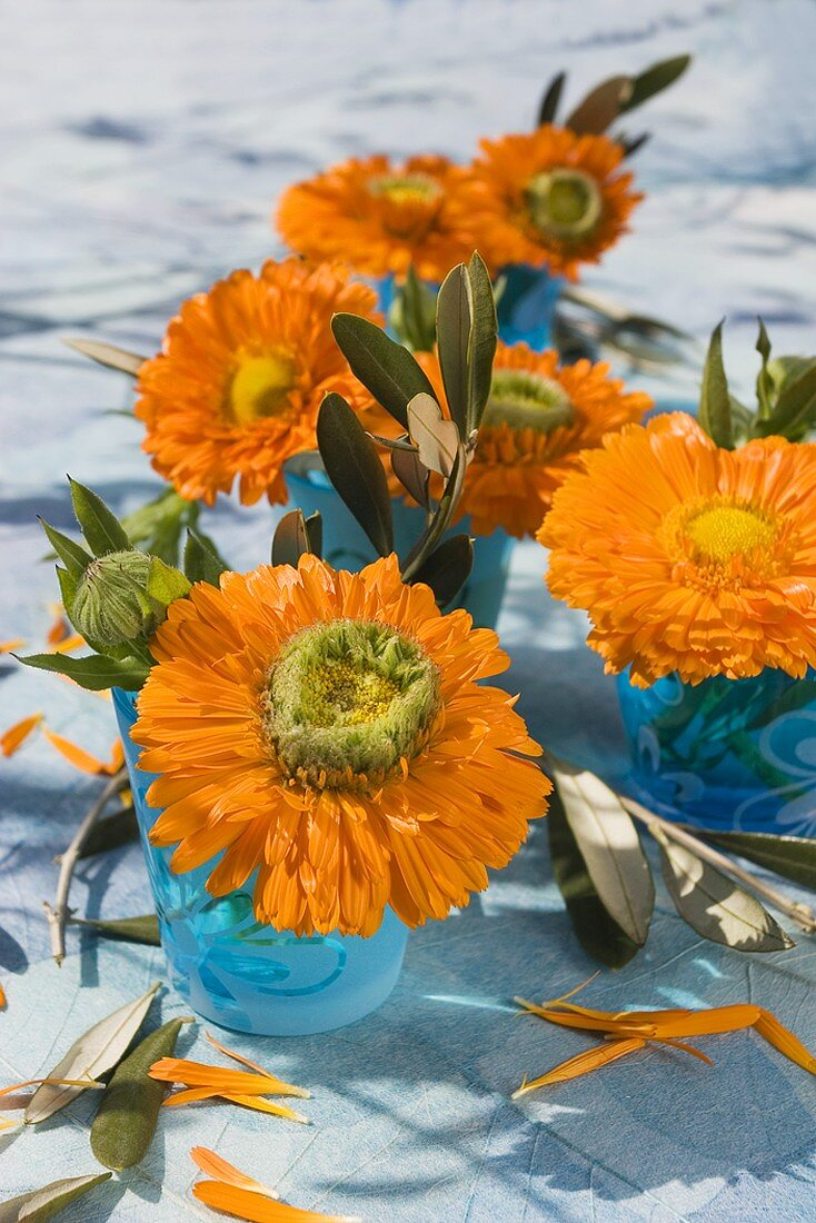 Marigolds and olive sprigs in blue glasses