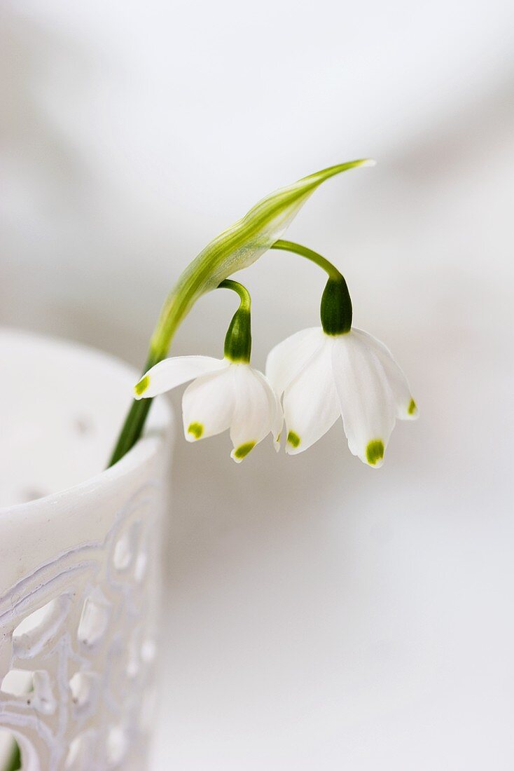 Frühlingsknotenblumen in weißem Becher (Close Up)