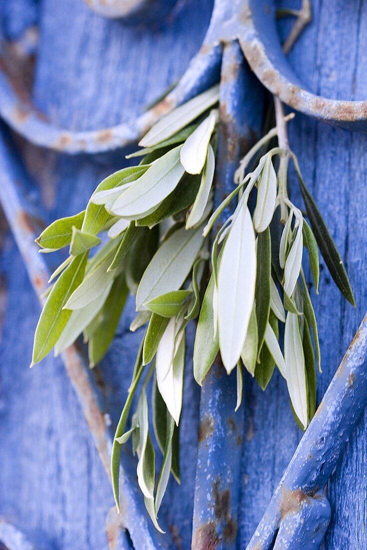 Olivenzweig an blau gestrichener Holzwand