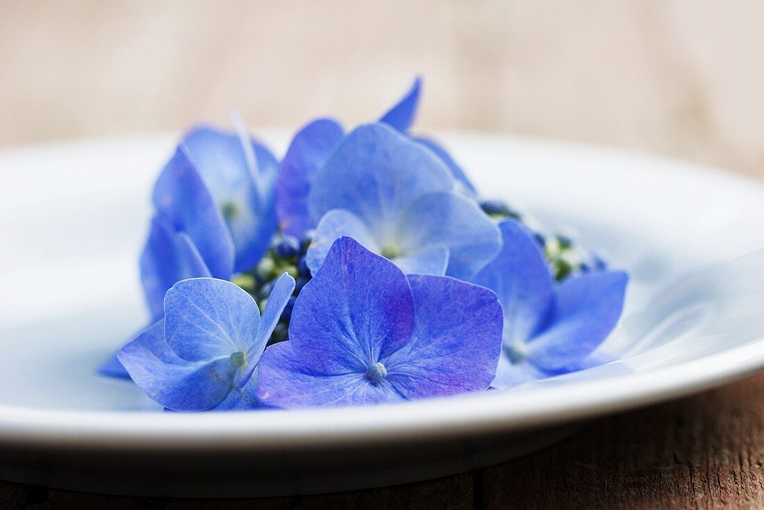 Blaue Hortensie auf Teller