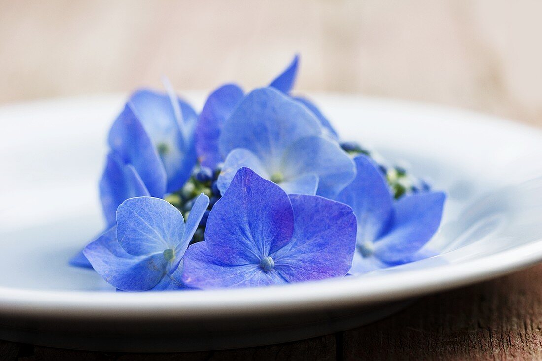 Blue hydrangea on plate