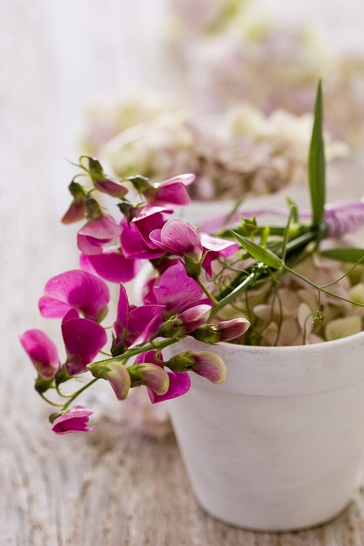 Violette Wicken und Hortensien im Blumentopf