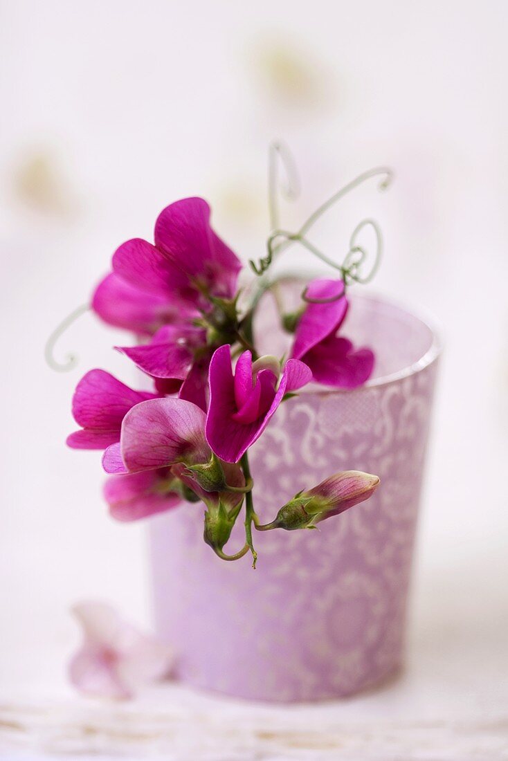 Purple sweet peas in vase