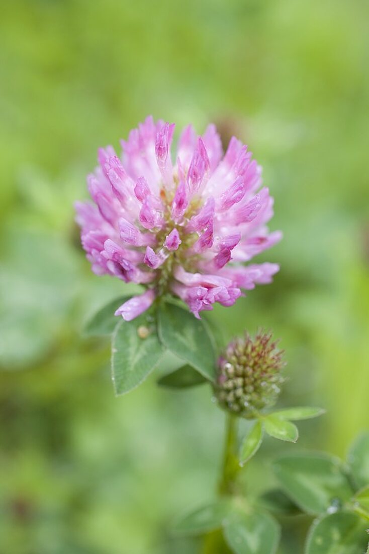 Clover flower and bud