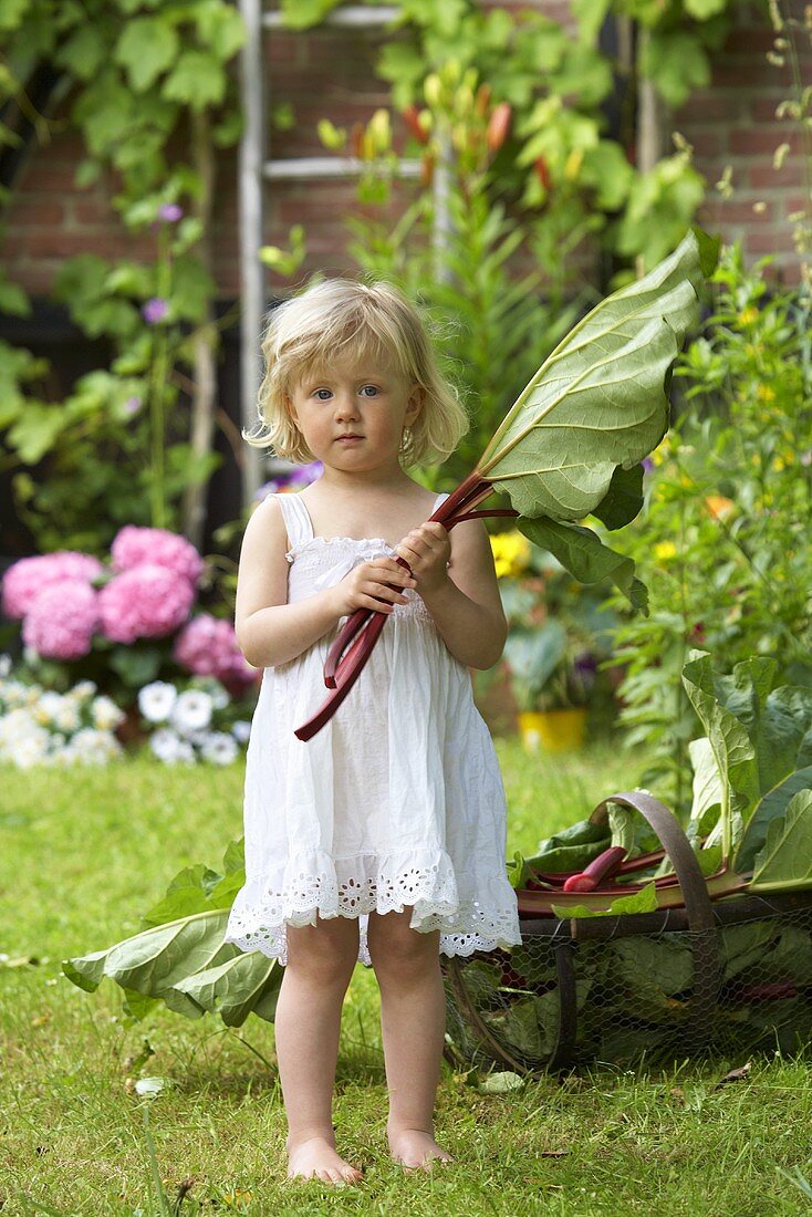 Kleines Mädchen hält Rhabarber im Garten