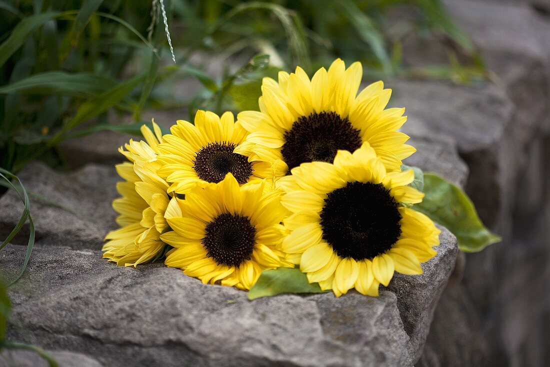 Sonnenblumen auf Steinmauer