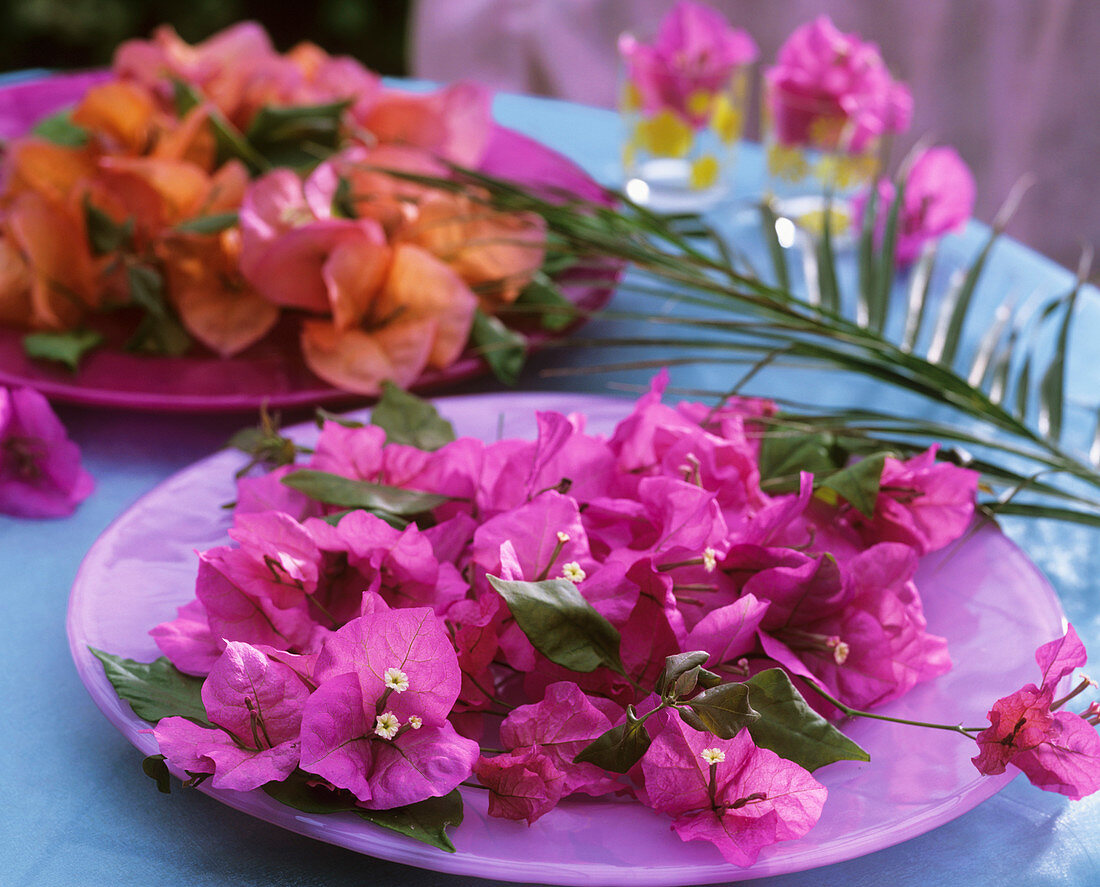 Blüten von Bougainvillea auf Glastellern