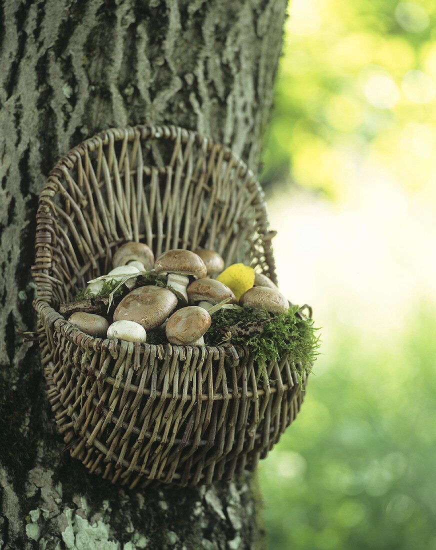 Basket full of mushrooms on a tree