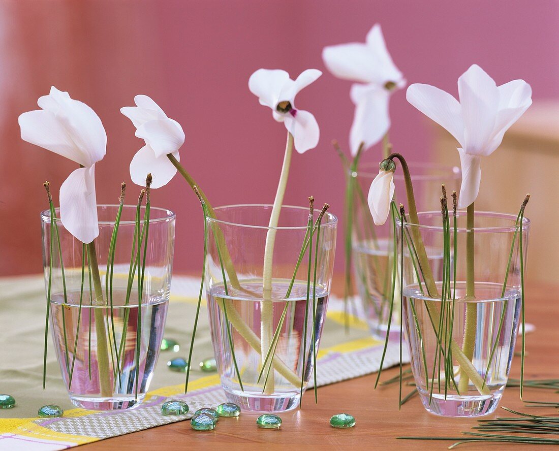 White cyclamen with pine needles in glasses
