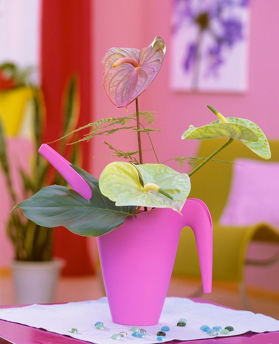 Painter’s palette & Swiss cheese plant leaf in pink watering can
