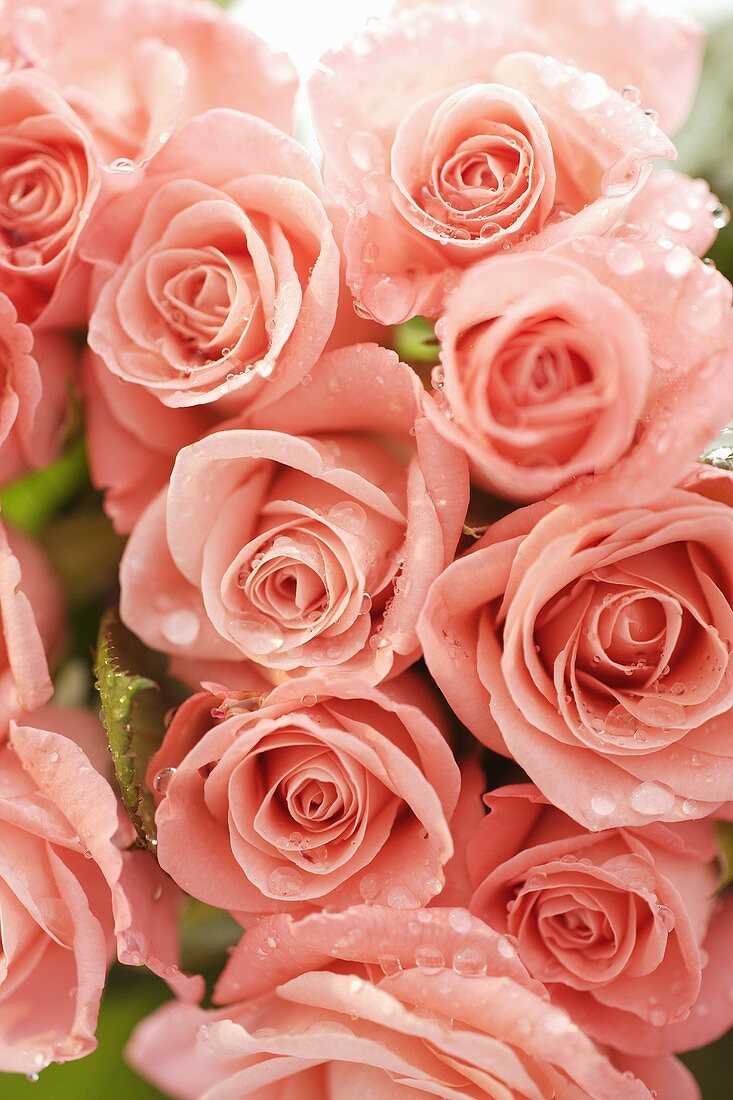 Pink roses (close-up)