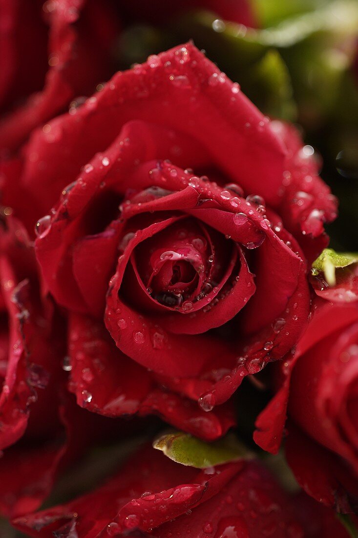 Rote Rosen mit Wassertropfen (Nahaufnahme)