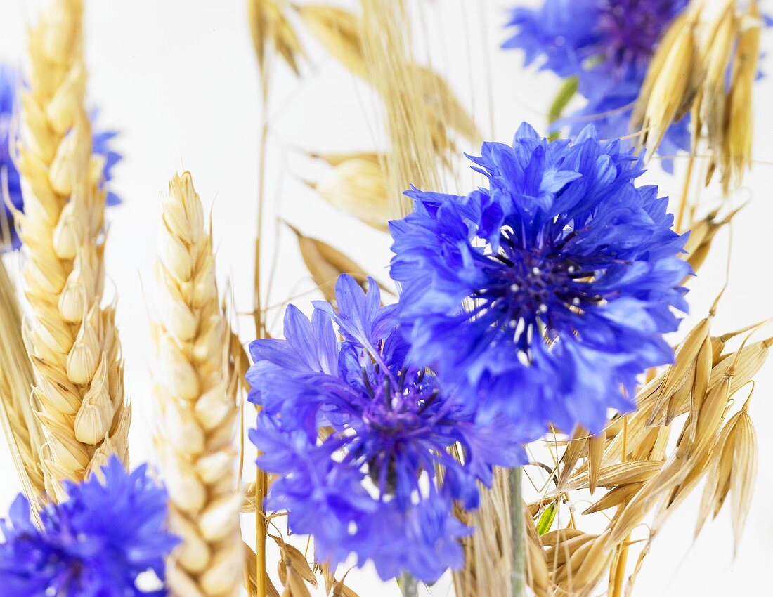 Cornflowers and cereal ears