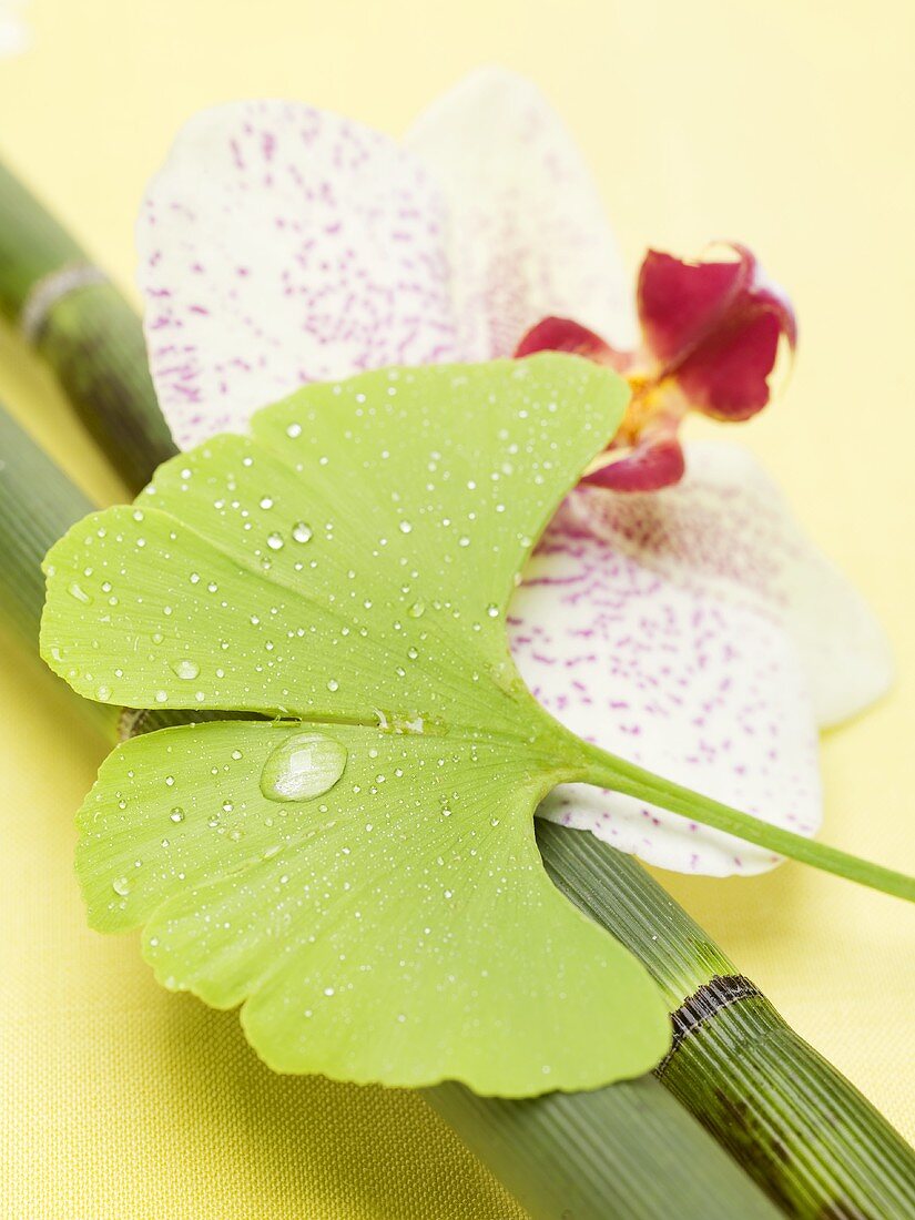 Gingko leaf with drops of water, orchid and bamboo