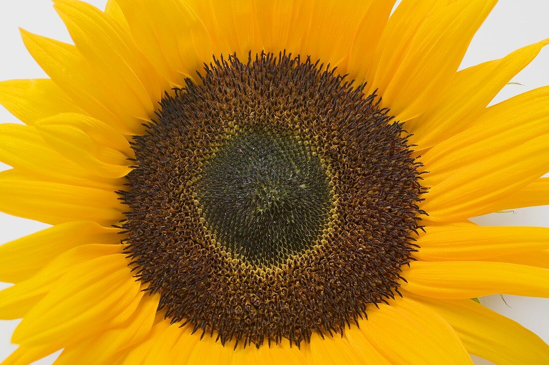 Eine Sonnenblume (Draufsicht)