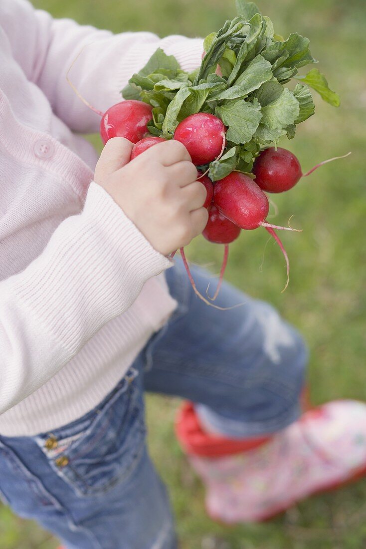 Child holding radishes in garden