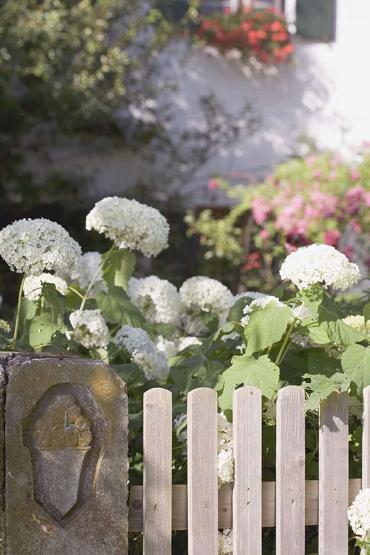 Hydrangeas by wooden fence in front of farmhouse