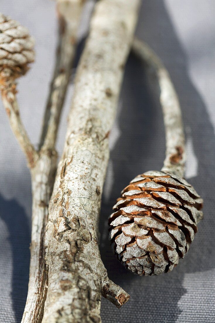 Branches with pine cones