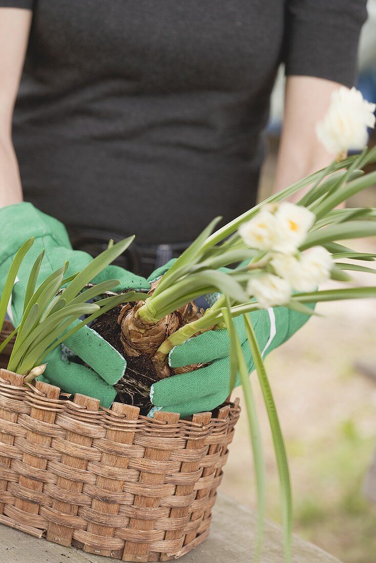 Frau pflanzt Narzissen in einen Korb
