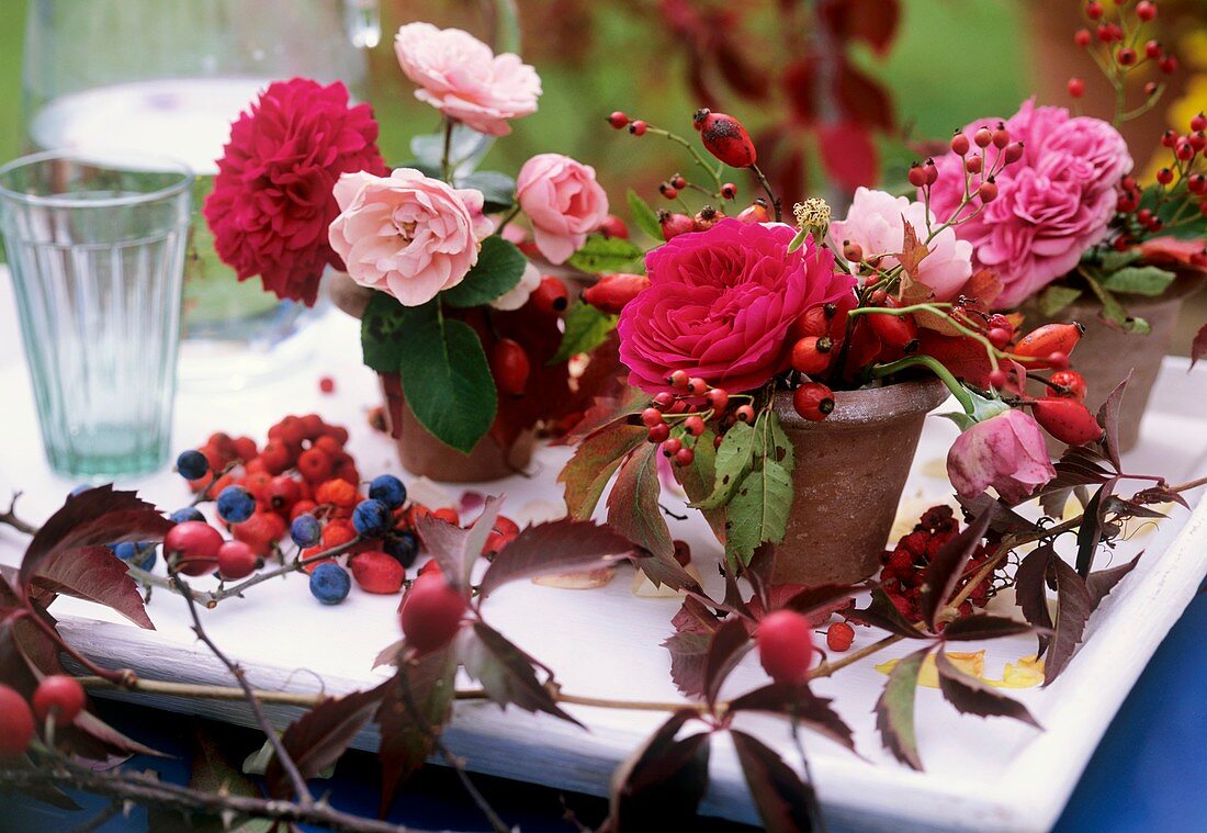 Rosen mit Hagebutten und Schlehen in Tontöpfen